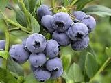VACCINIUM COR. GOLDTRAUBE 71