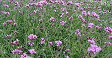 VERBENA BONARIENSIS LOLLIPOP