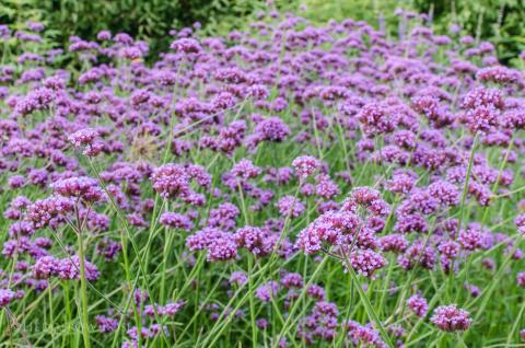 VERBENA BONARIENSIS