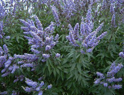 VITEX AGNUS-CASTUS LATIFOLIA