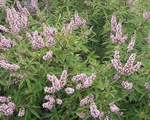 VITEX AGNUS-CASTUS PINK PINNACLE