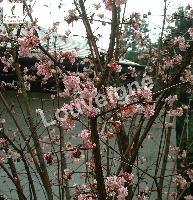 VIBURNUM BODNADENTSE CHALES LAMONT