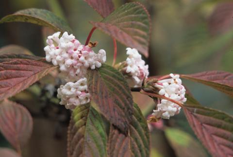 VIBURNUM BODN. DAWN