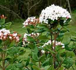 VIBURNUM BURKWOODII