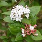 VIBURNUM CARLCEPHALUM