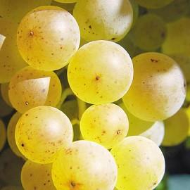 VITIS CHASSELAS DORE