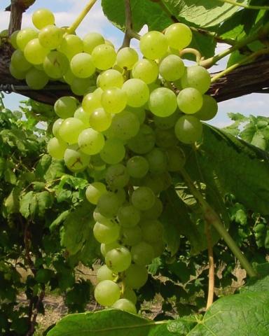 VITIS HIMROD