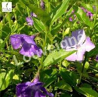 VINCA MAJOR