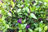 VINCA MINOR ATROPURPUREA