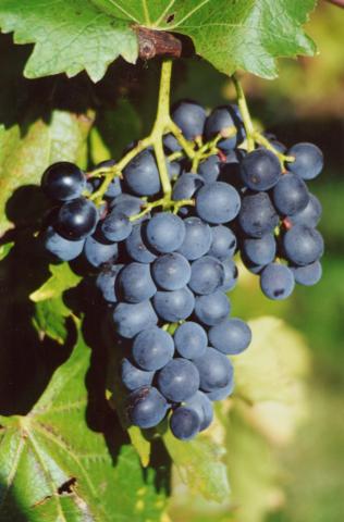 VITIS MUSCAT BLEU DE NEW-YORK