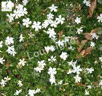 VINCA MINOR GERTRUDE JEKYLL