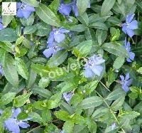 VINCA MINOR