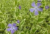 VINCA MAJOR VARIEGATA