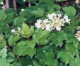 VIBURNUM OPULUS COMPACTUM