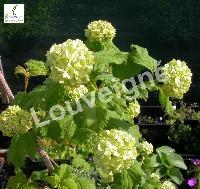 VIBURNUM OPULUS ROSEUM