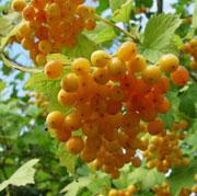 VIBURNUM OPULUS XANTHOCARPOS