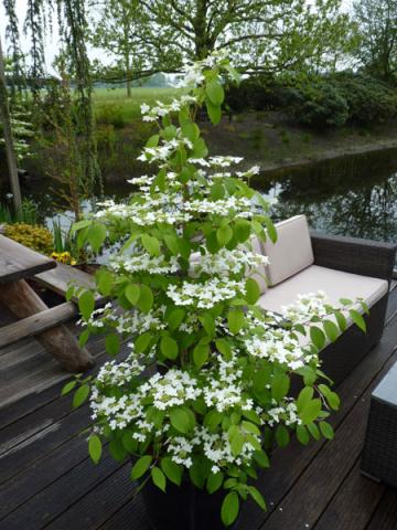 VIBURNUM PLIC. KILIMANDJARO