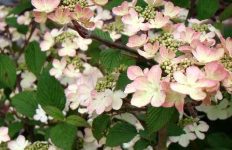 VIBURNUM PLICATUM KILIMANDJARO SUNRISE