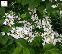 VIBURNUM PLICATUM LANARTH