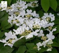 VIBURNUM PLICATUM MARIESII