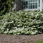 VIBURNUM PLICATUM SHASTA