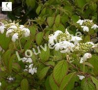 VIBURNUM PLICATUM SUMMER SNOW FLAKE