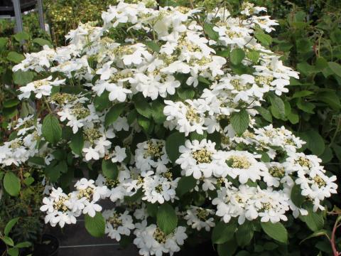 VIBURNUM PLICATUM WATANABE