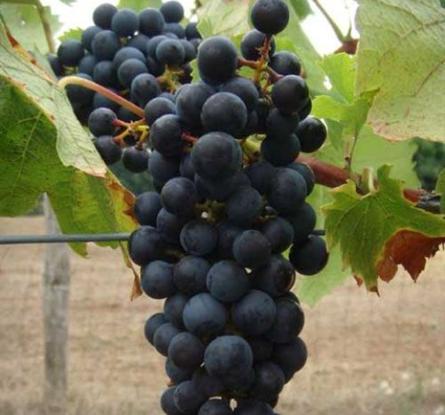 VITIS REGENT