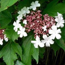 VIBURNUM SARGENTII ONONDAGA