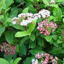 VIBURNUM TINUS GWENLLIAN