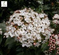 VIBURNUM TINUS