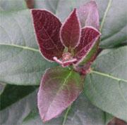 VIBURNUM TINUS PURPUREUM