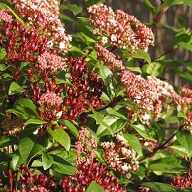 VIBURNUM TINUS SPIRIT®