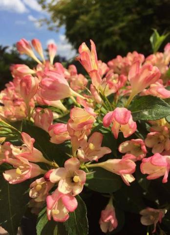 WEIGELA  ALL SUMMER PEACH ®