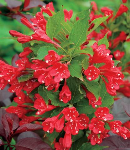 WEIGELA  ALL SUMMER RED ®