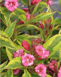 WEIGELA BRIGELLA®