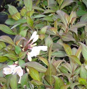 WEIGELA BLACK AND WHITE®