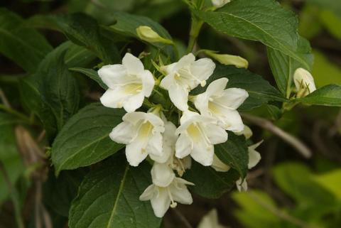 WEIGELA CANDIDA