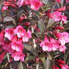 WEIGELA FLORIDA ALEXANDRA ®