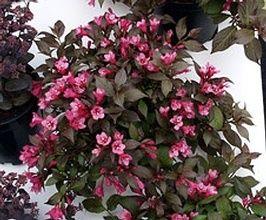 WEIGELA FLORIDA MINOR BLACK®