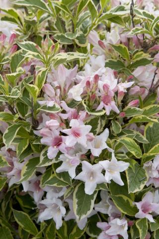 WEIGELA FLORIDA NANA VARIEGATA