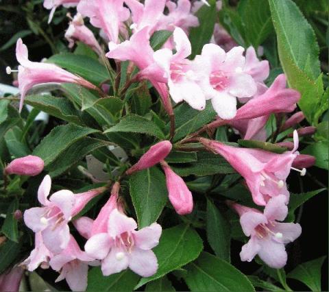 WEIGELA PINK POPPET®