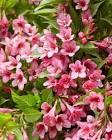 WEIGELA PICOBELLA ROSA