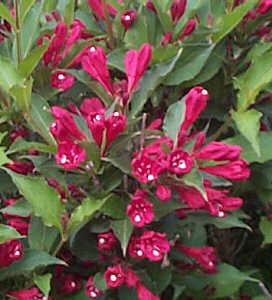 WEIGELA RED PRINCE