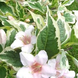 WEIGELA 'SUNNY FANTASY'®