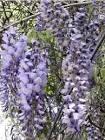 WISTERIA SINENSIS PROLIFIC