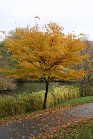 ZELKOVA SERRATA